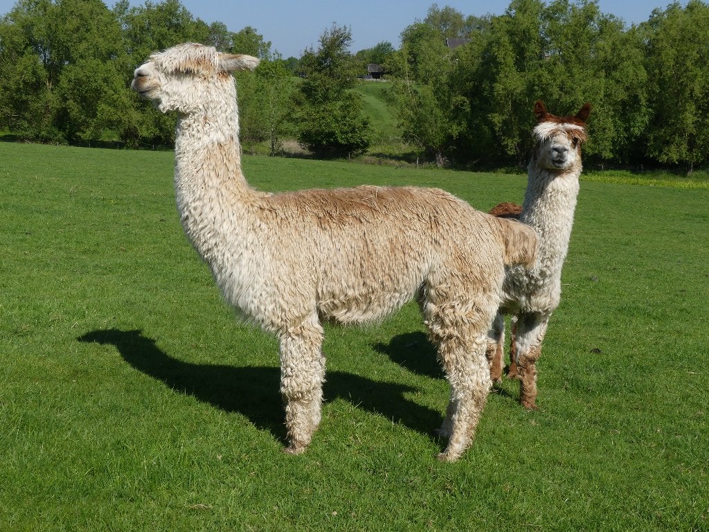 troupeau d'étalons d'alpagas, Mai, Plusieurs animaux
