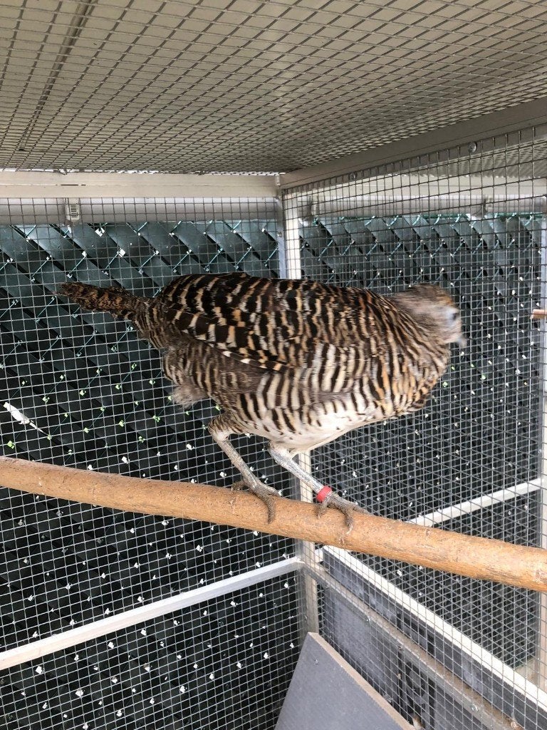 fazanten, Dieren en Toebehoren, Vrouwelijk, Overige soorten