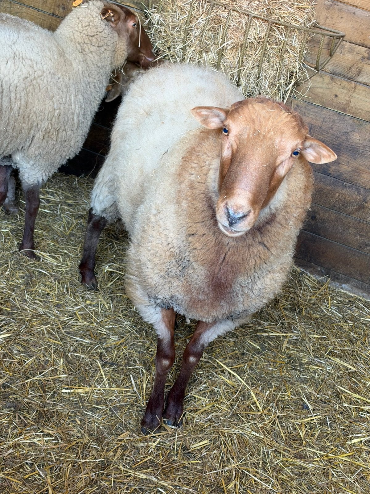 Voskop, Dieren en Toebehoren