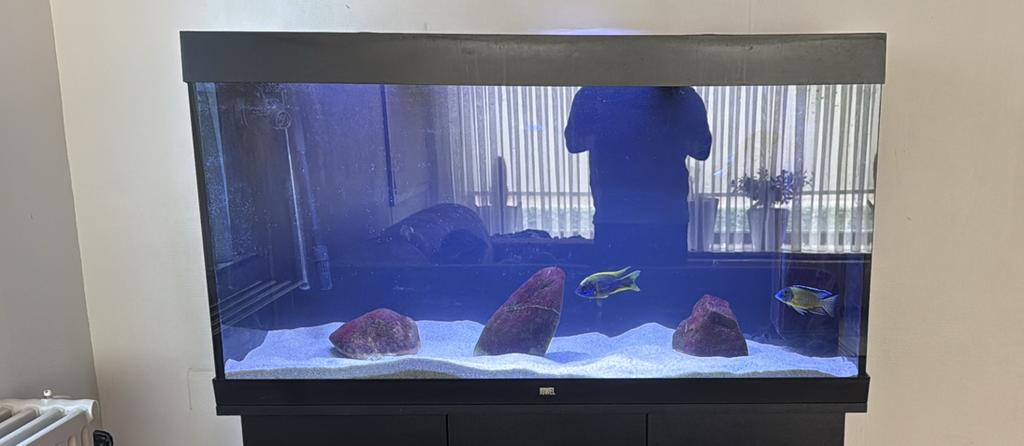 Juwel aquarium 350Liter, Ophalen, Zo goed als nieuw, Juwel, Inclusief deksel