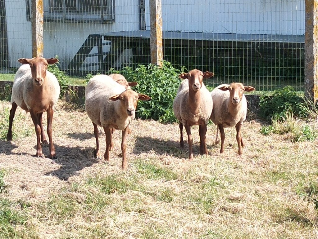 Kleine kudde voskoppen te koop, Dieren en Toebehoren, Schapen, Geiten en Varkens, Meerdere dieren, Schaap