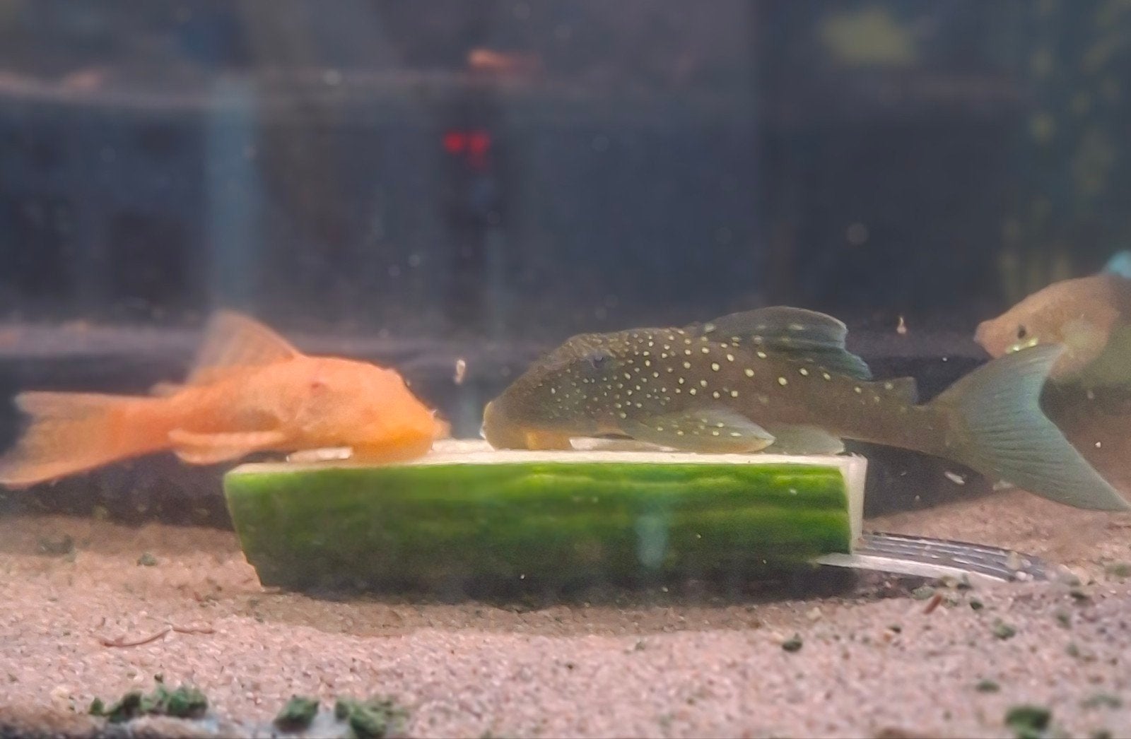 Mooie bleu phantom L128, Dieren en Toebehoren, Vissen | Aquariumvissen