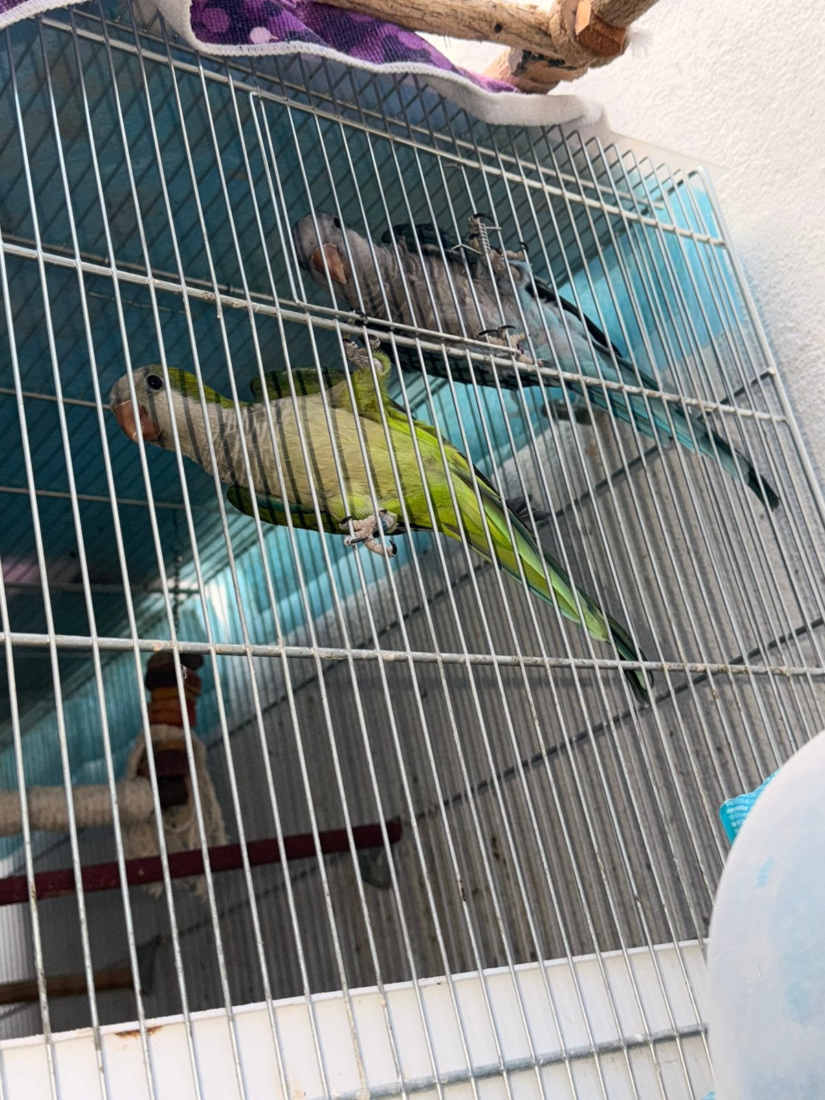 Couple conure souris, Animaux & Accessoires, Oiseaux | Perruches & Perroquets, Perroquet, Parleur