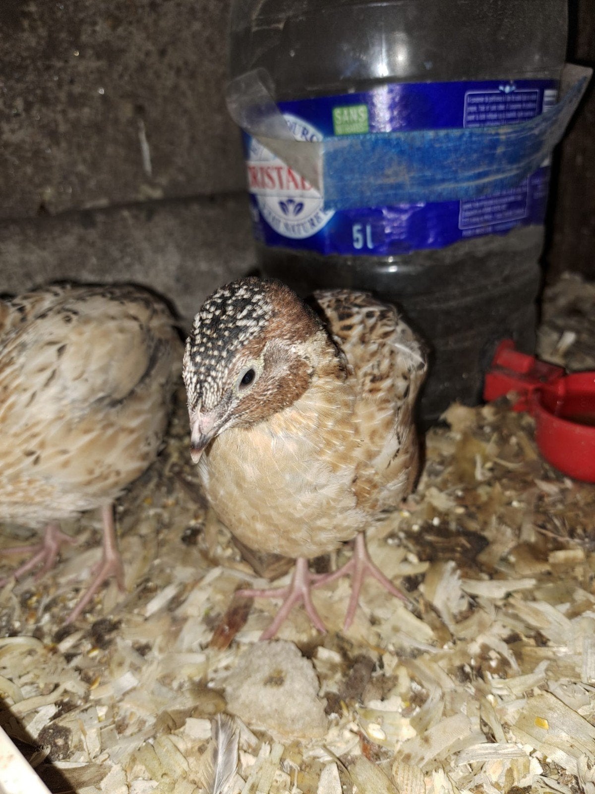 Jumbo kwartelmannetje gezocht – geboren 22 augustus, Dieren en Toebehoren, Mannelijk, Overige soorten
