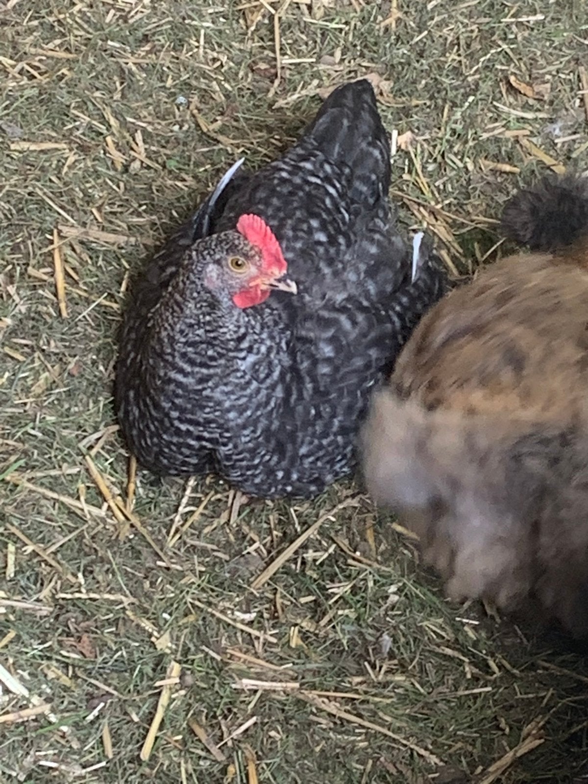 GRATIS haan, Dieren en Toebehoren, Pluimvee