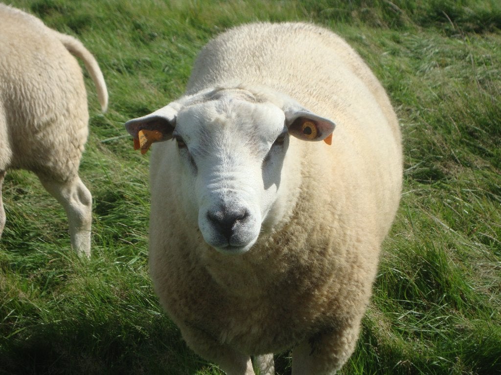 schapen, Animaux & Accessoires, Moutons, Chèvres & Cochons, Mouton, 3 à 5 ans