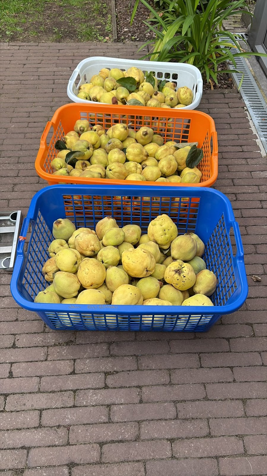 Kweeperen, Ophalen