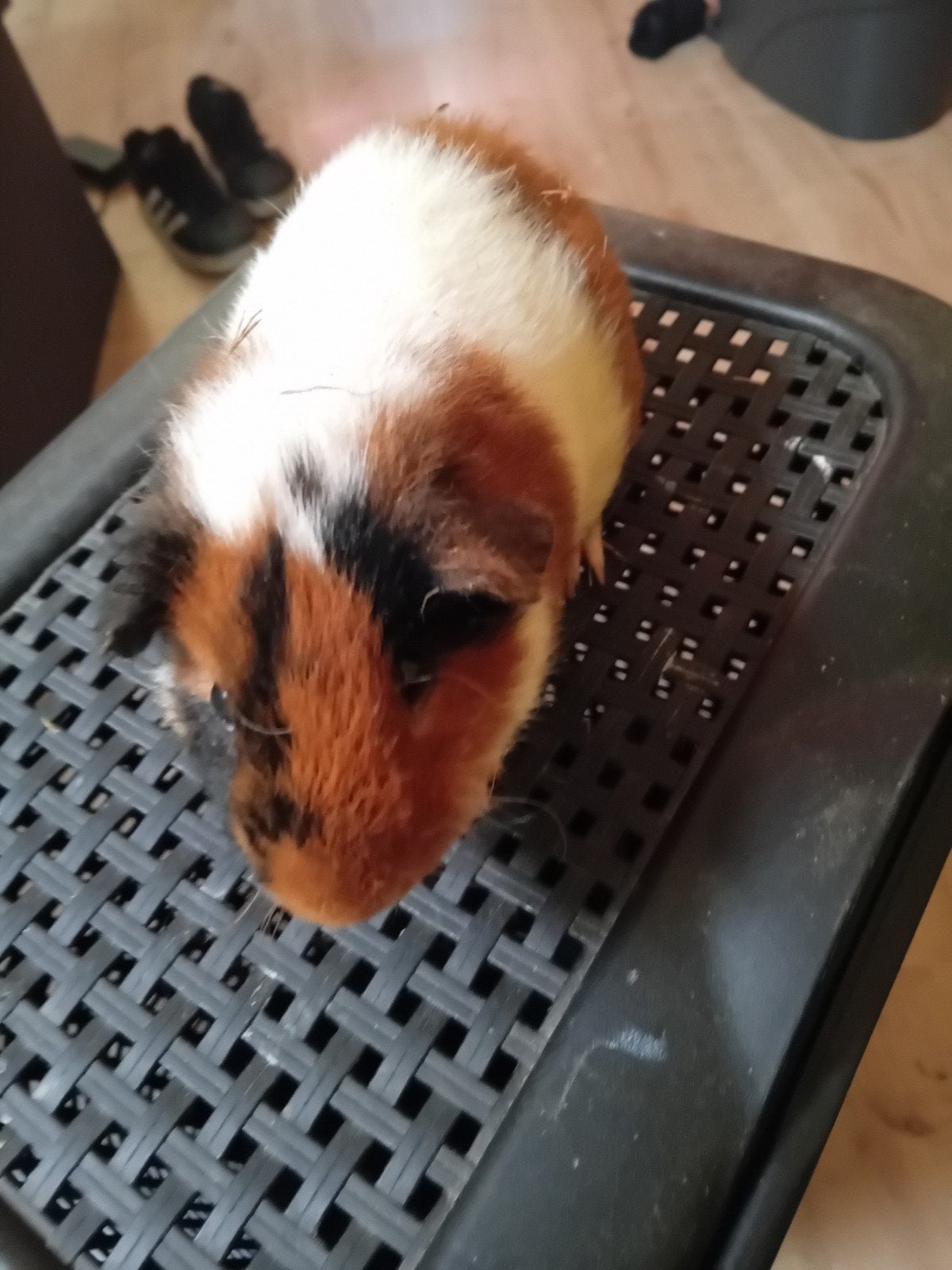 Us cavia beertje, Dieren en Toebehoren, Knaagdieren, Cavia, April, Mannelijk, Tam