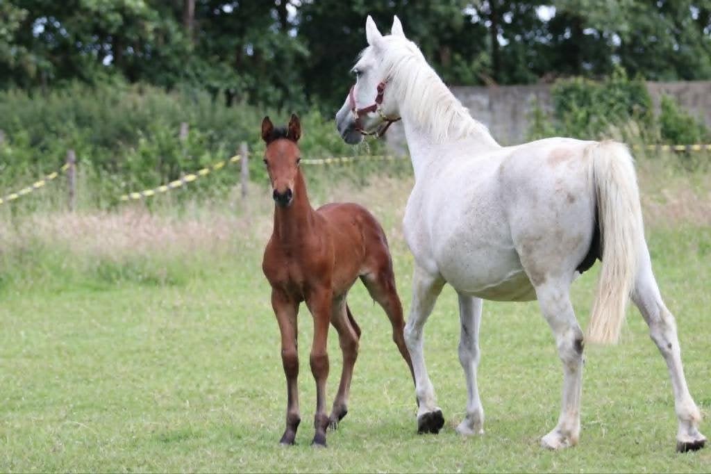 Merrieveulen 2026 van Diarado, Dieren en Toebehoren, Merrie, Springpaard, Met stamboom, 0 tot 2 jaar