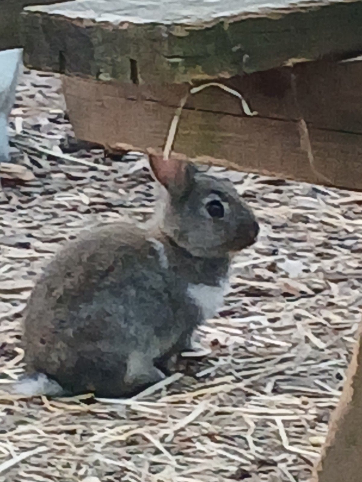 Dwerg konijntjes, Mâle, Nain, 0 à 2 ans