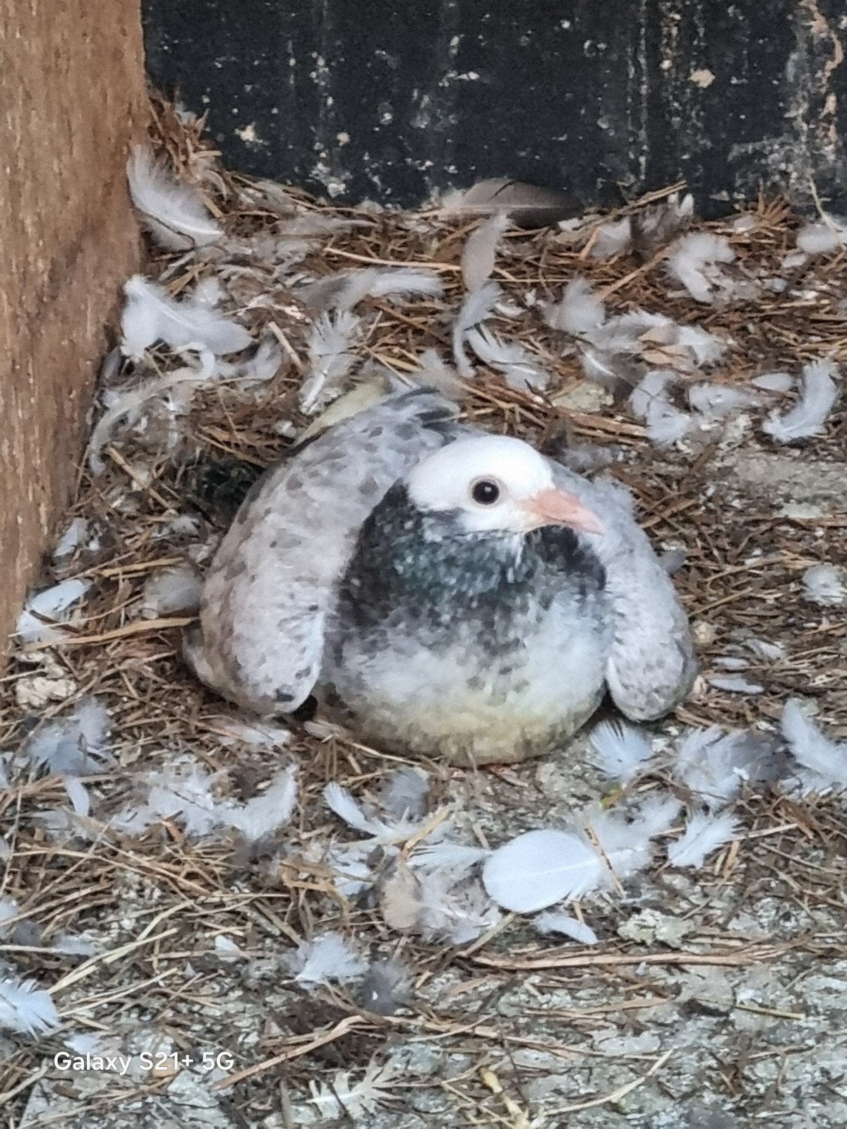 jongen duif, Dieren en Toebehoren