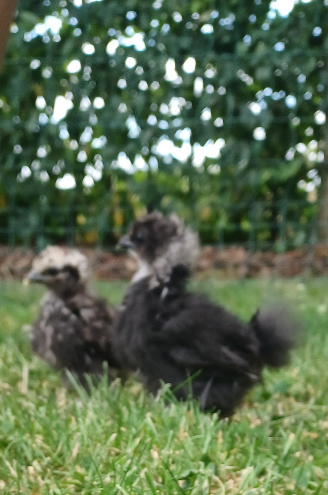 Zijdehoen kuikentjes, Dieren en Toebehoren, Pluimvee