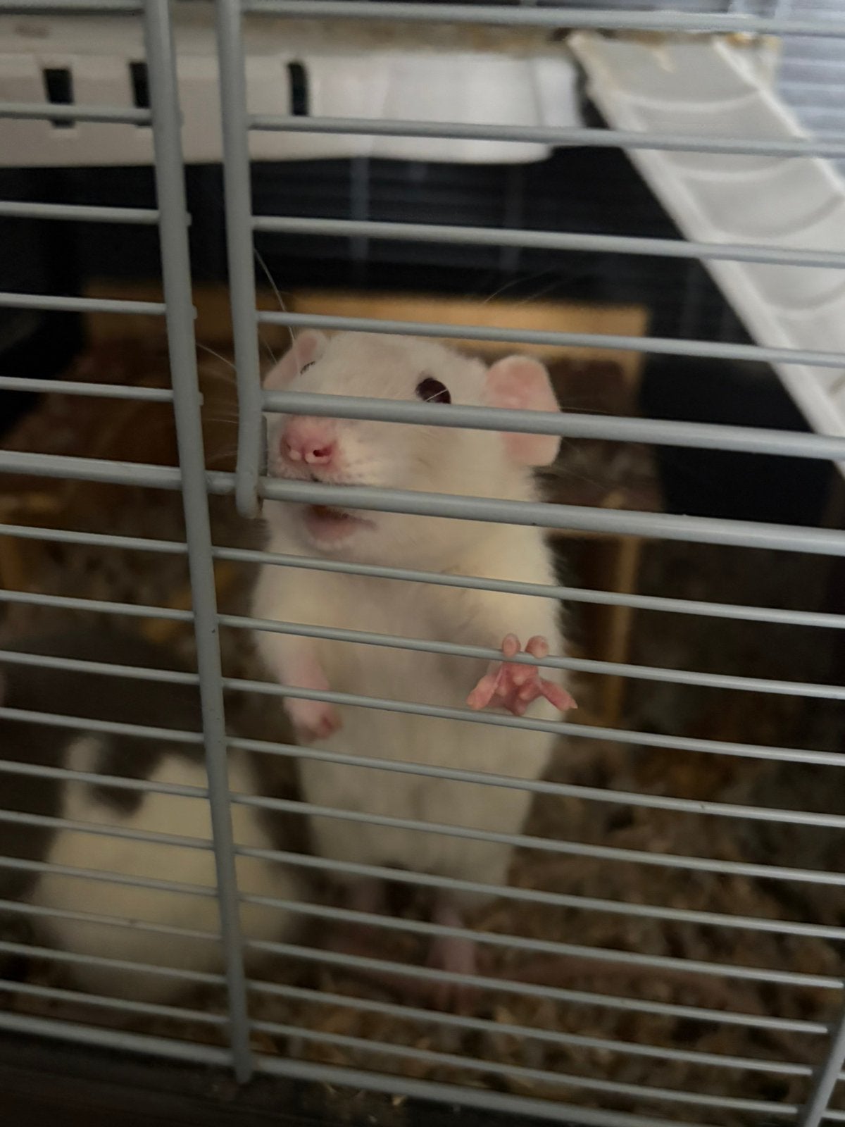 2 lieve vrouwenratjes, Animaux & Accessoires, Rongeurs, Femelle, Rat, Octobre