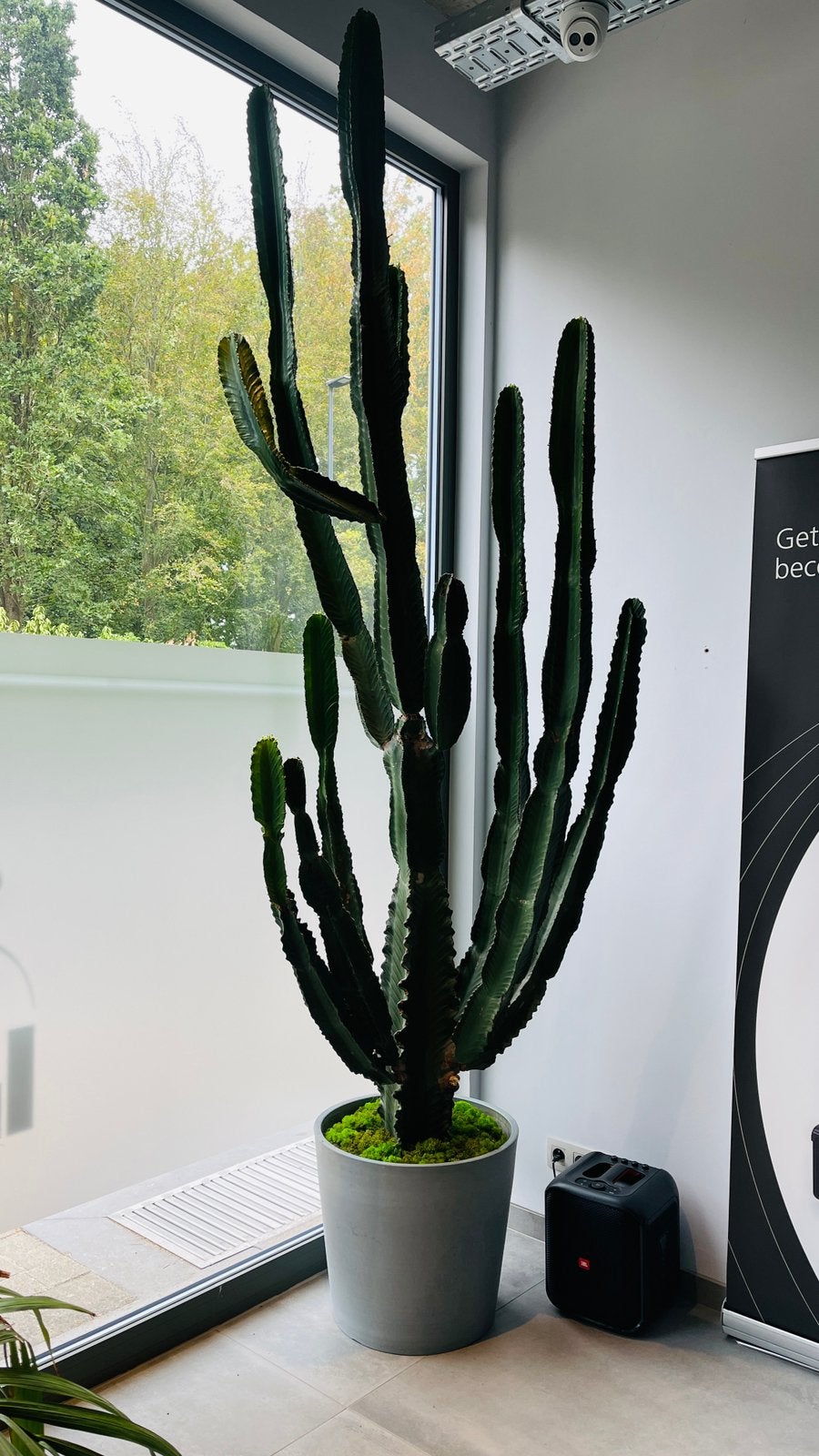 Grote exclusieve cactus / Euphorbia  3 meter incl. pot €200, Ophalen, Cactus