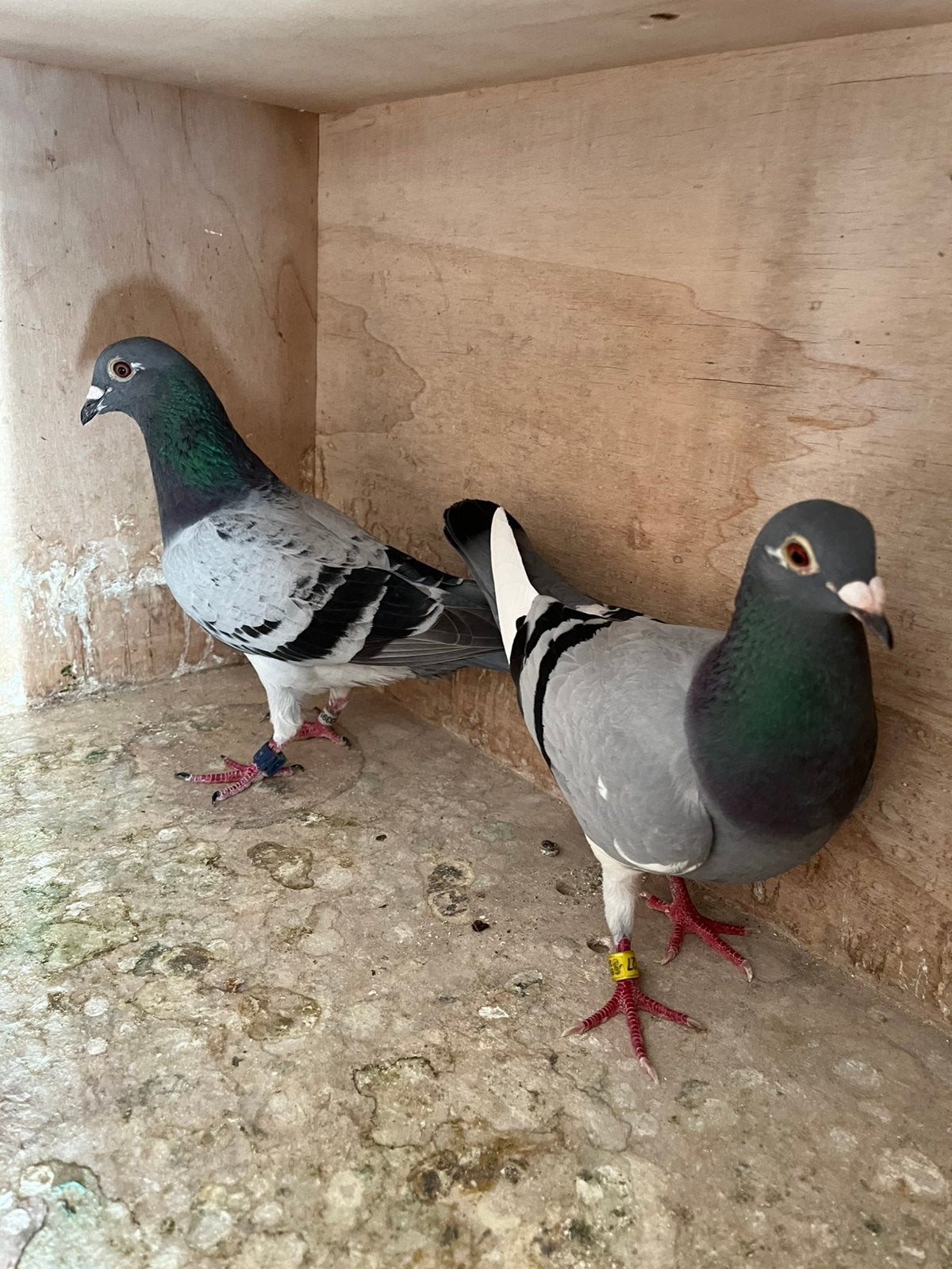 Koppel kweekduiven voor de zware fond!, Dieren en Toebehoren, Vogels | Duiven