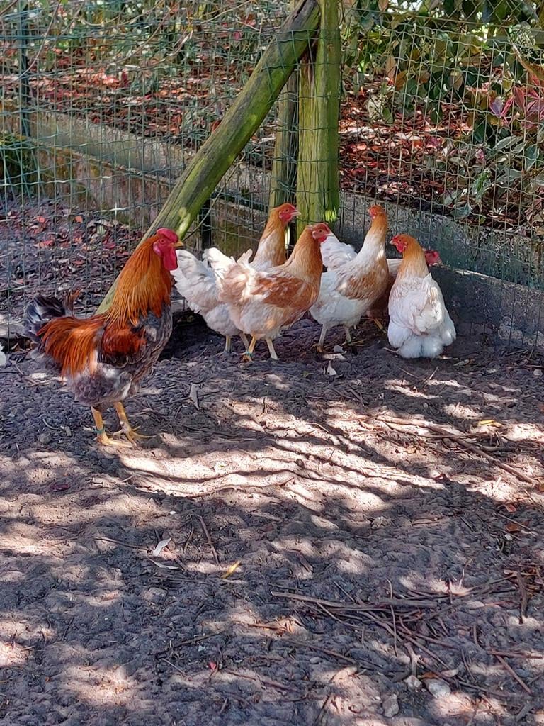Foktoom wyandotte, Animaux & Accessoires, Plusieurs animaux, Poule ou poulet