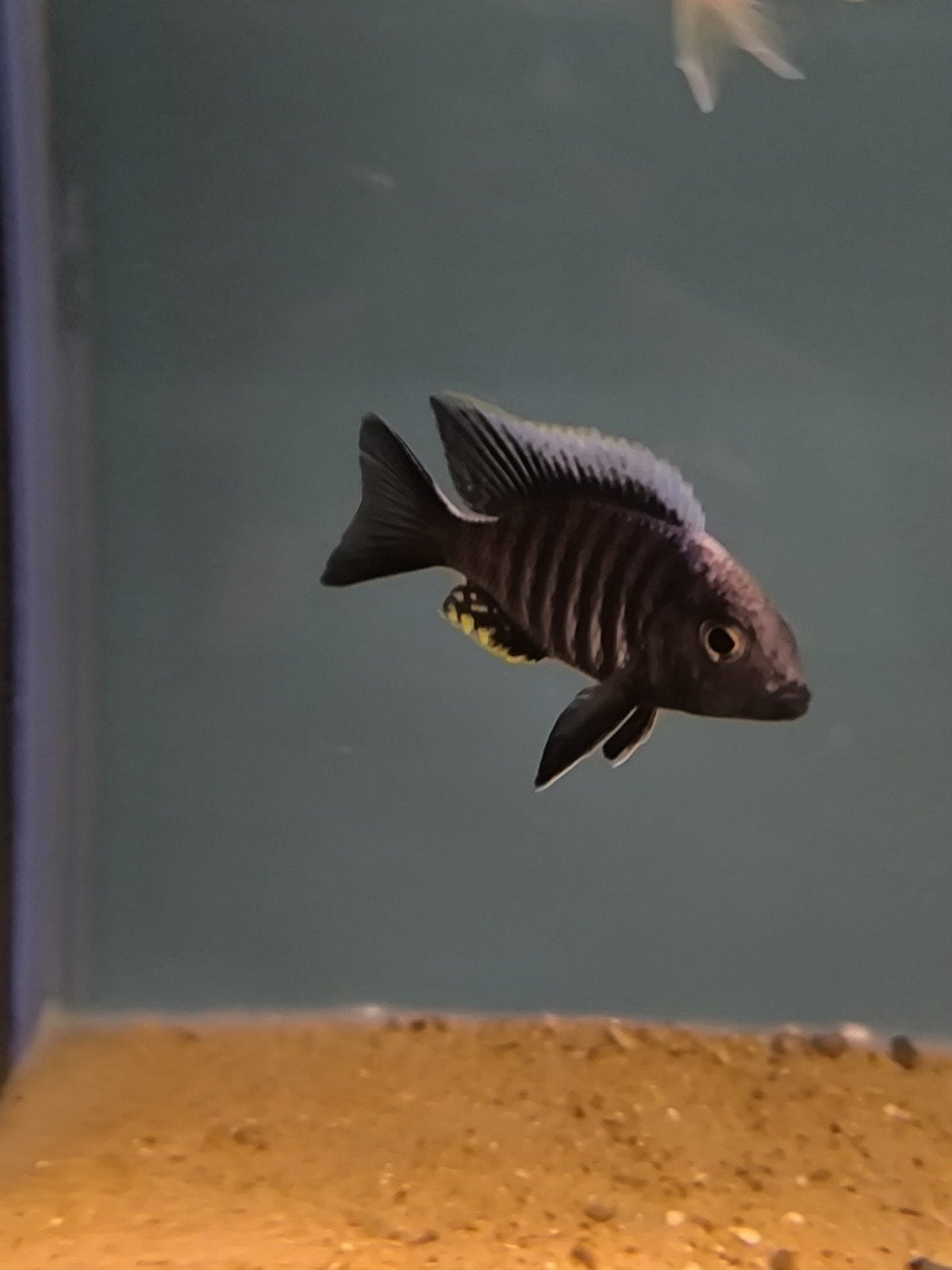 Aulonocara Kandeensis, Animaux & Accessoires, Poisson, Poisson d'eau douce
