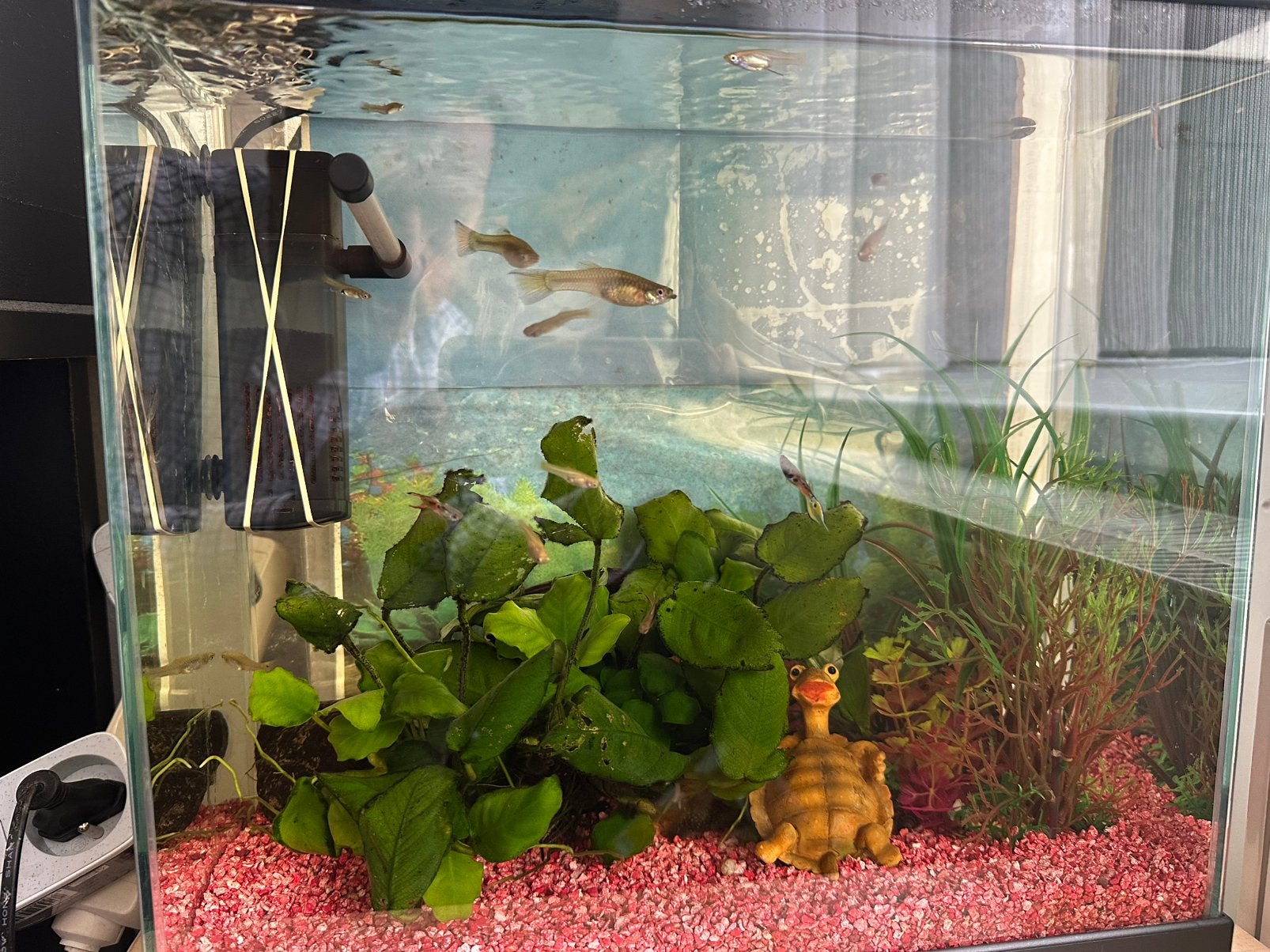 Endler vissen, Poisson, Poisson d'eau douce