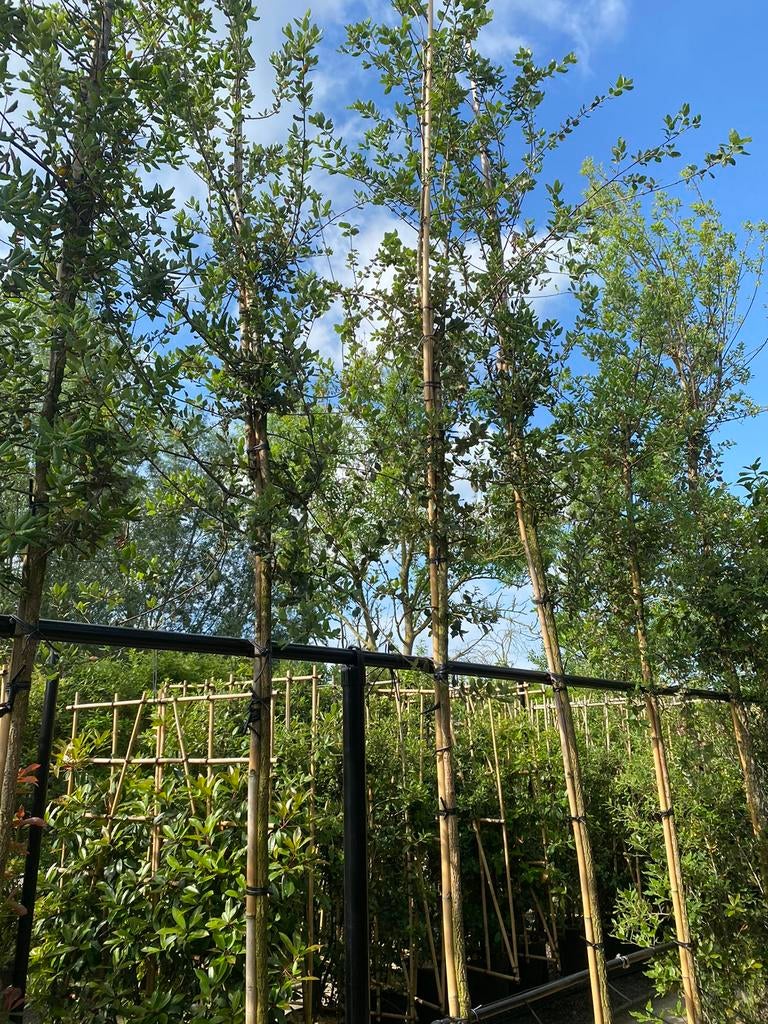 Qercus suber, Groenblijvende Solitaire Boom, Ophalen