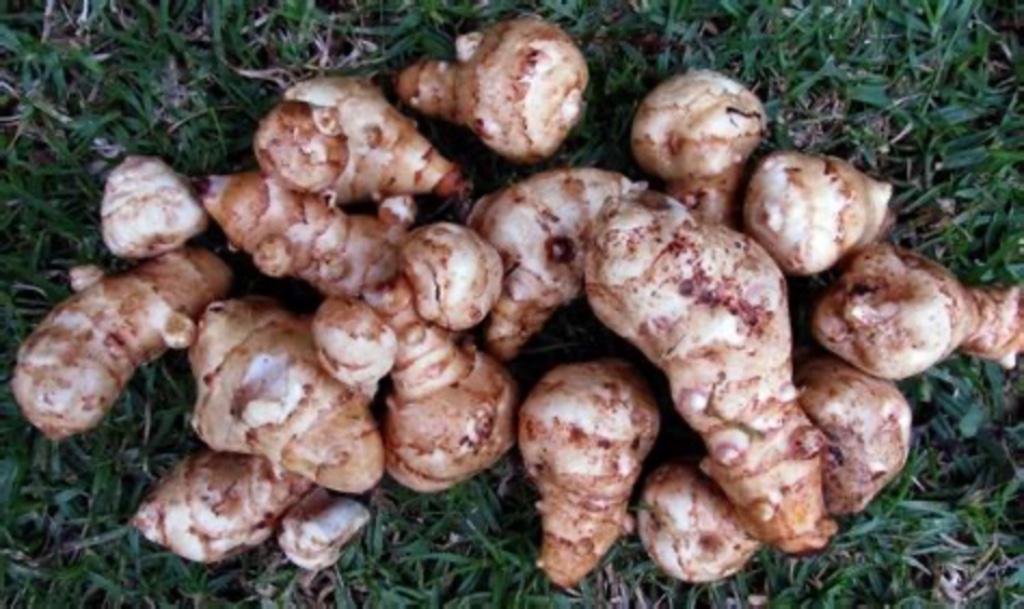 Aardpeer, Tuin en Terras, Ophalen