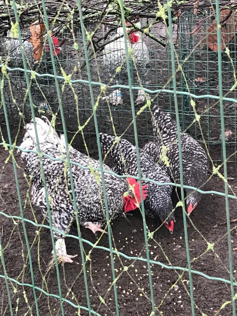 Grote Mechelse kriel hanen, Dieren en Toebehoren, Pluimvee, Mannelijk, Kip