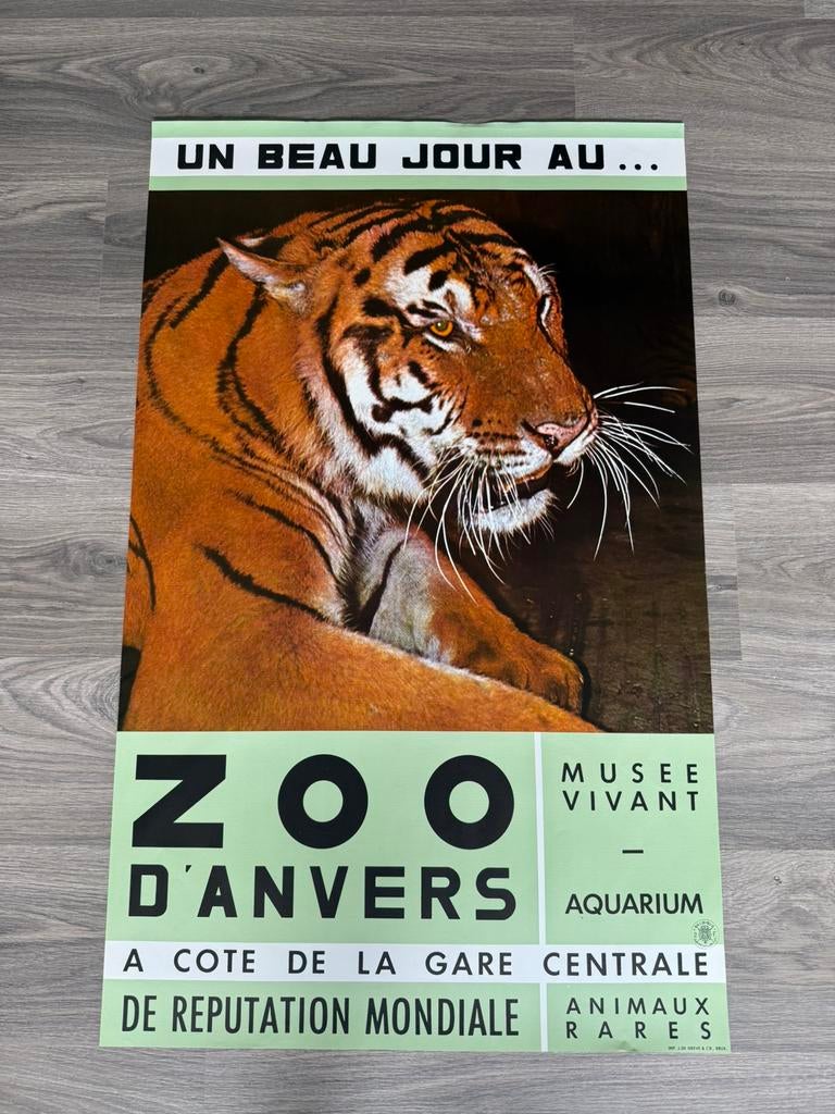 Originele poster Zoo Antwerpen Tijger uit de jaren 60, Enlèvement ou Envoi, Comme neuf