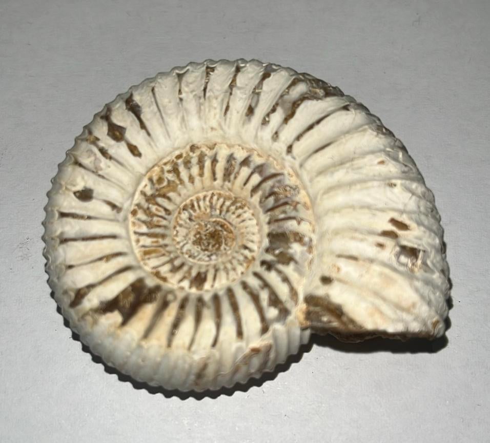 Ammoniet - Fossiel - 63gram - diameter ca. 53mm, Verzamelen, Ophalen of Verzenden, Fossiel