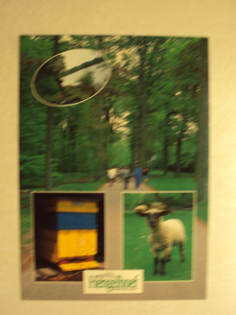54786 - HOUTHALEN - HENGELHOEF - 3 ZICHTEN - ZIE 2 FOTO'S, Verzenden