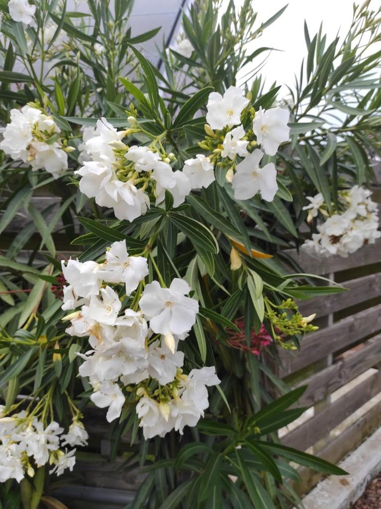 Oleander, Ophalen