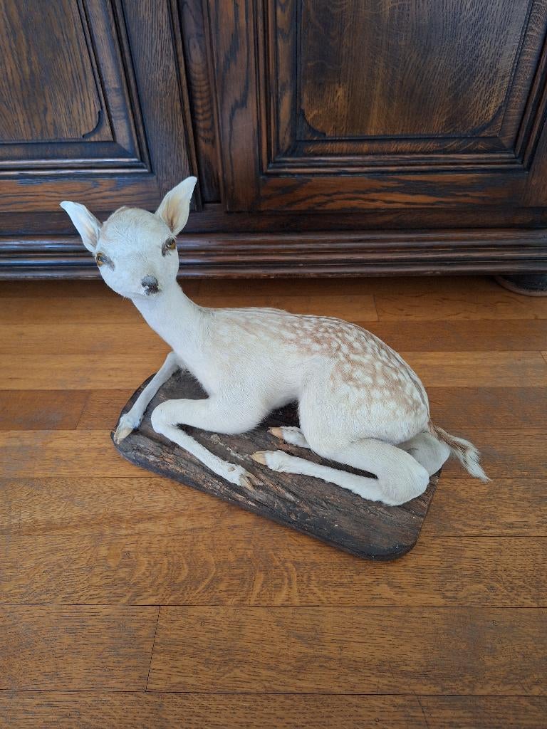 Taxidermie : cerf couché, veau, daim, Enlèvement ou Envoi, Utilisé, Cerf, Animal empaillé