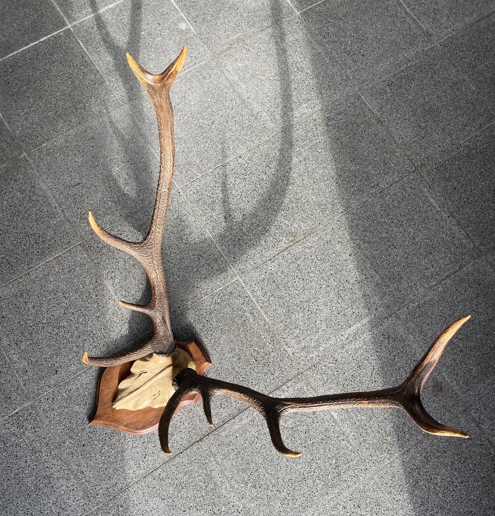Bois de cerf, Enlèvement