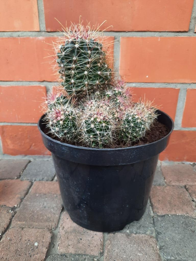 Cactus, Ophalen, Cactus, In pot, Minder dan 100 cm