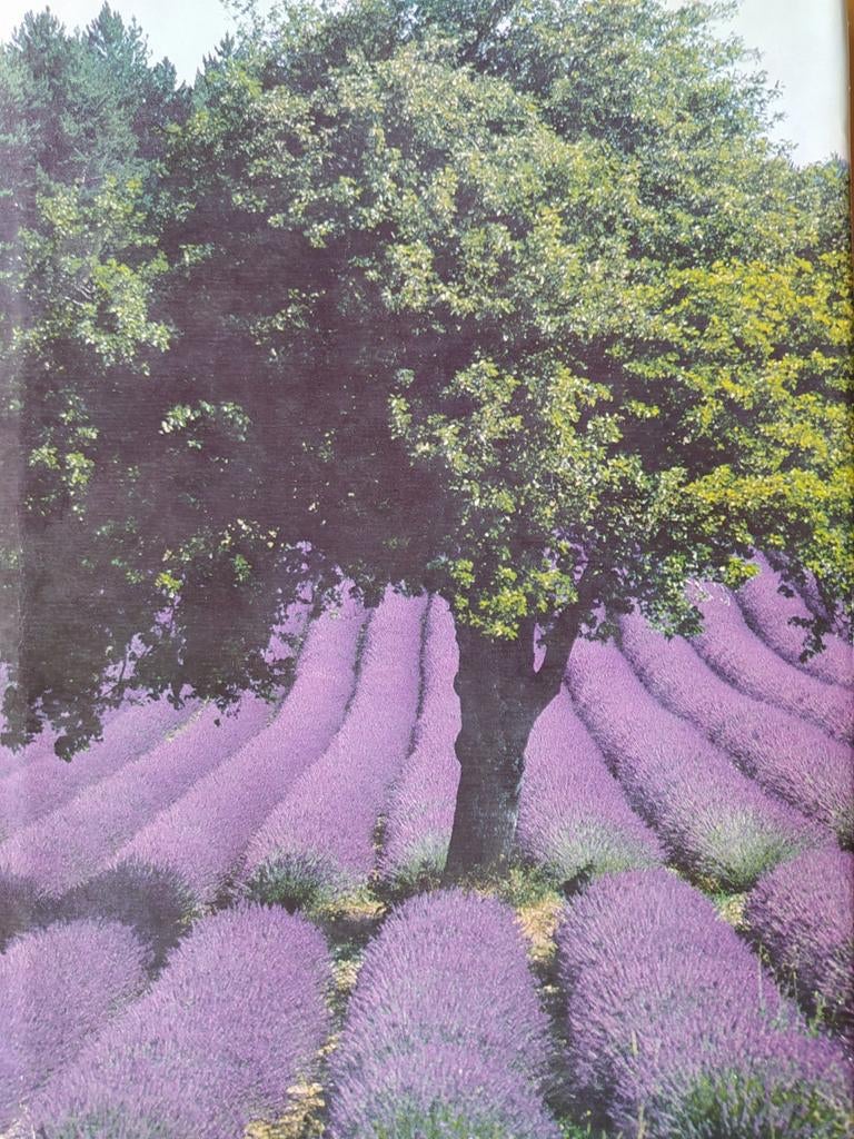 Artis Historia: Provence en Camargue, Boeken, Ophalen