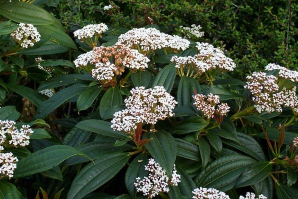 Viburnum davidii, Tuin en Terras, Planten | Tuinplanten, Ophalen, Winter