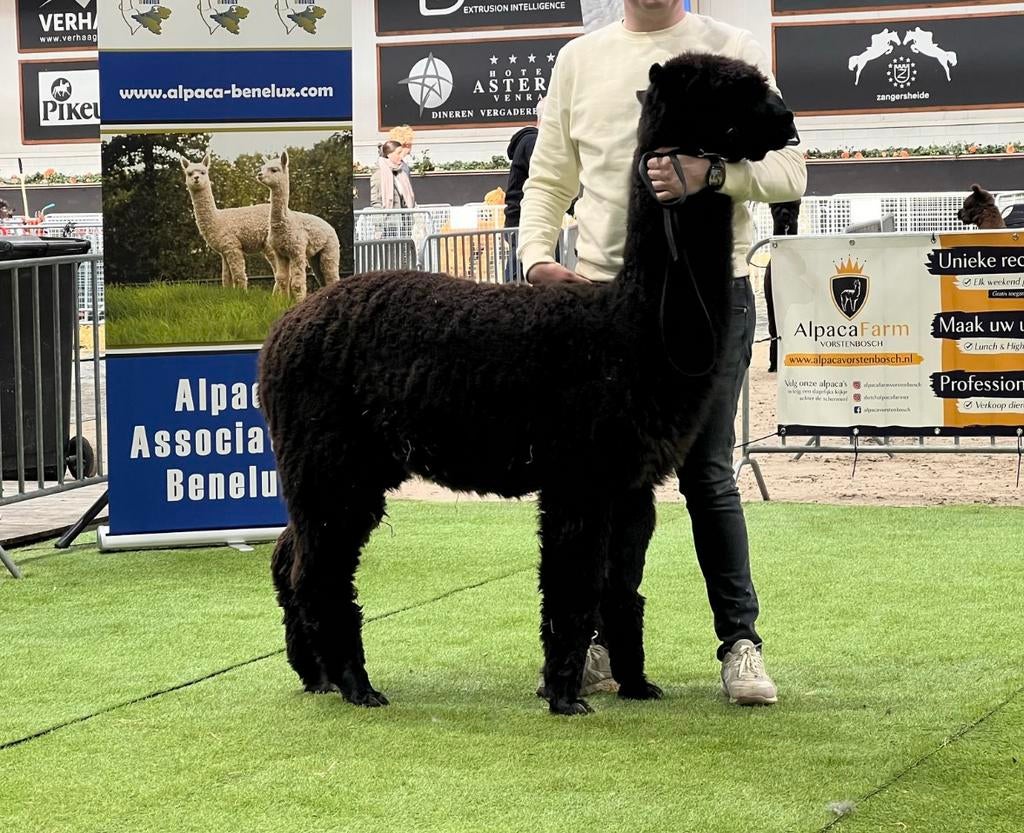 Alpaca hengsten ter dekking nu te reserveren!, Dieren en Toebehoren, Januari, Meerdere dieren