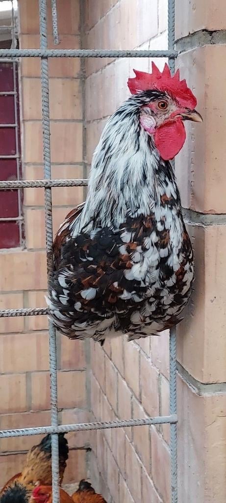 zeldzame kippen ayam ketawa of lachhoenen, Dieren en Toebehoren, Pluimvee, Mannelijk