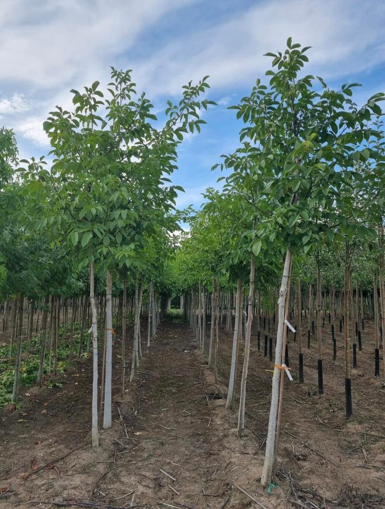 Juglans regia notenbomen in verschillende soorten en maten, Tuin en Terras, Ophalen of Verzenden