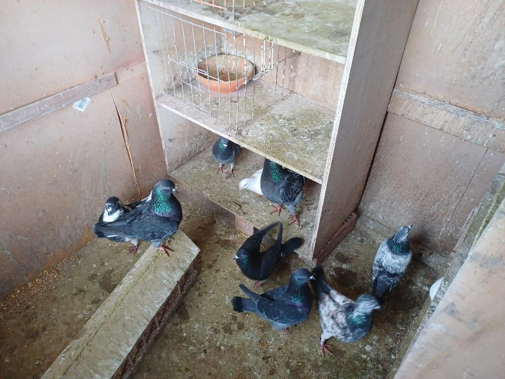 pigeons, Enlèvement, Autres types