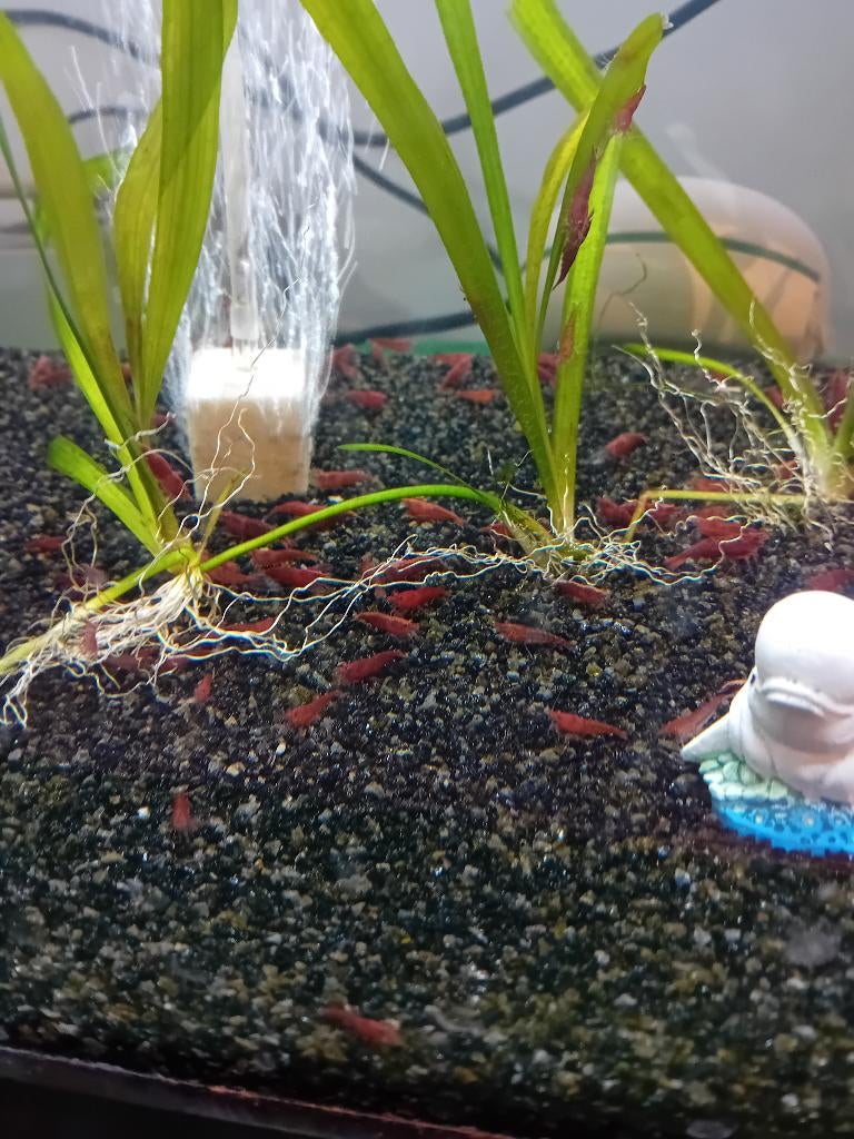 Rode garnalen  te koop