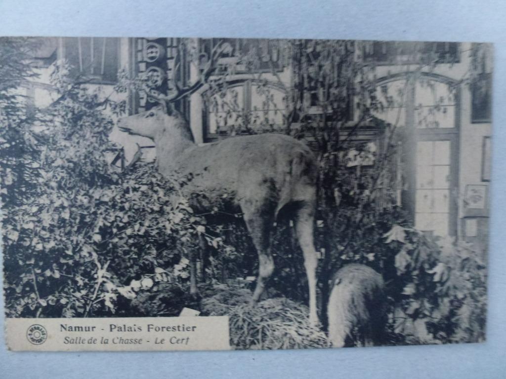 Namur Palais Forestier Salle de la Chasse Le Cerf, Envoi, 1920 à 1940, Affranchie, Bâtiment
