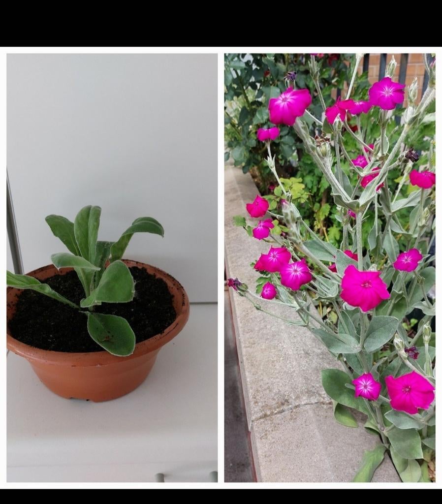 Fleurs vivaces, Enlèvement
