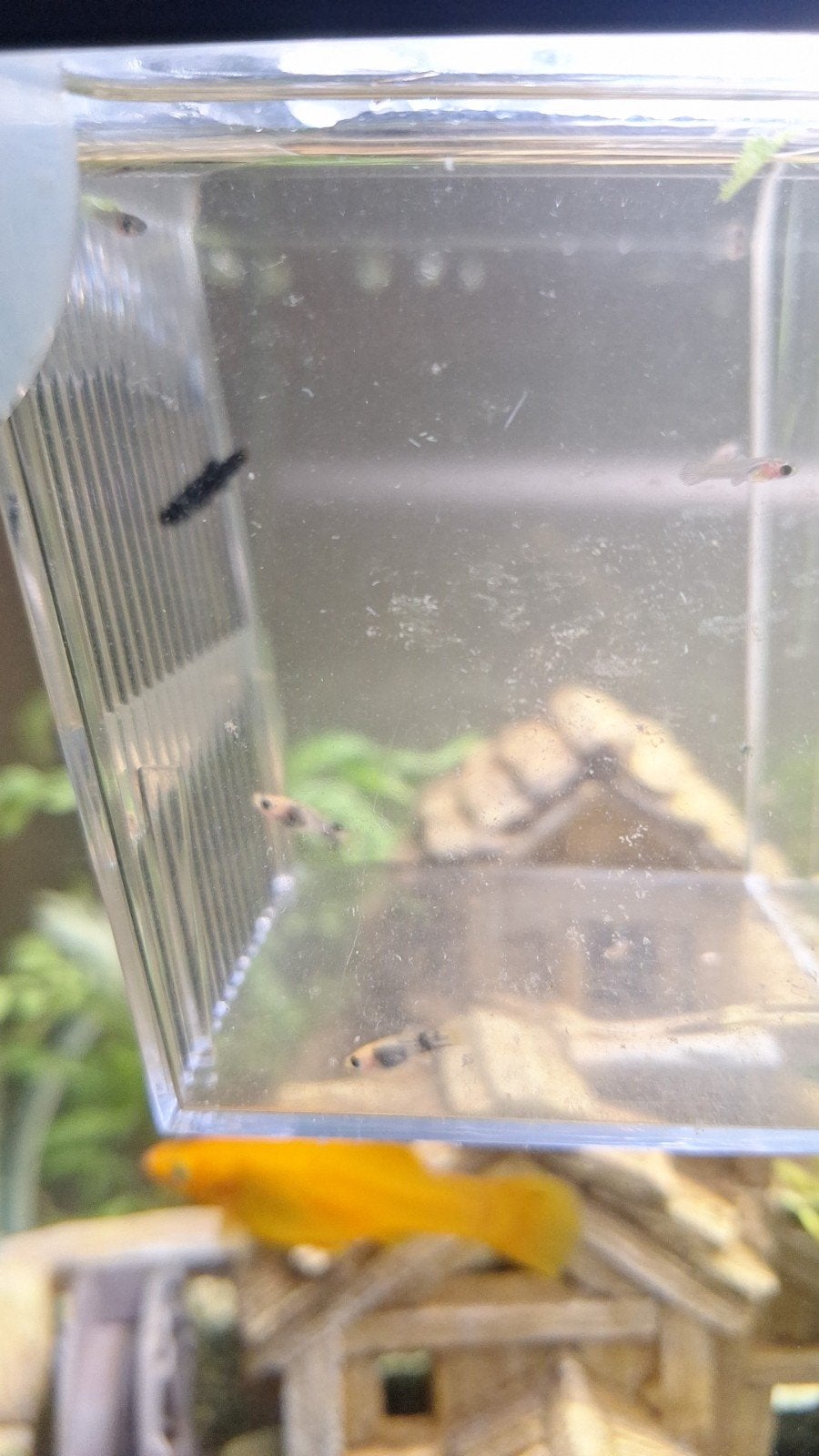 molly's, baby's en iets grotere baby's en rode Platy's, Dieren en Toebehoren