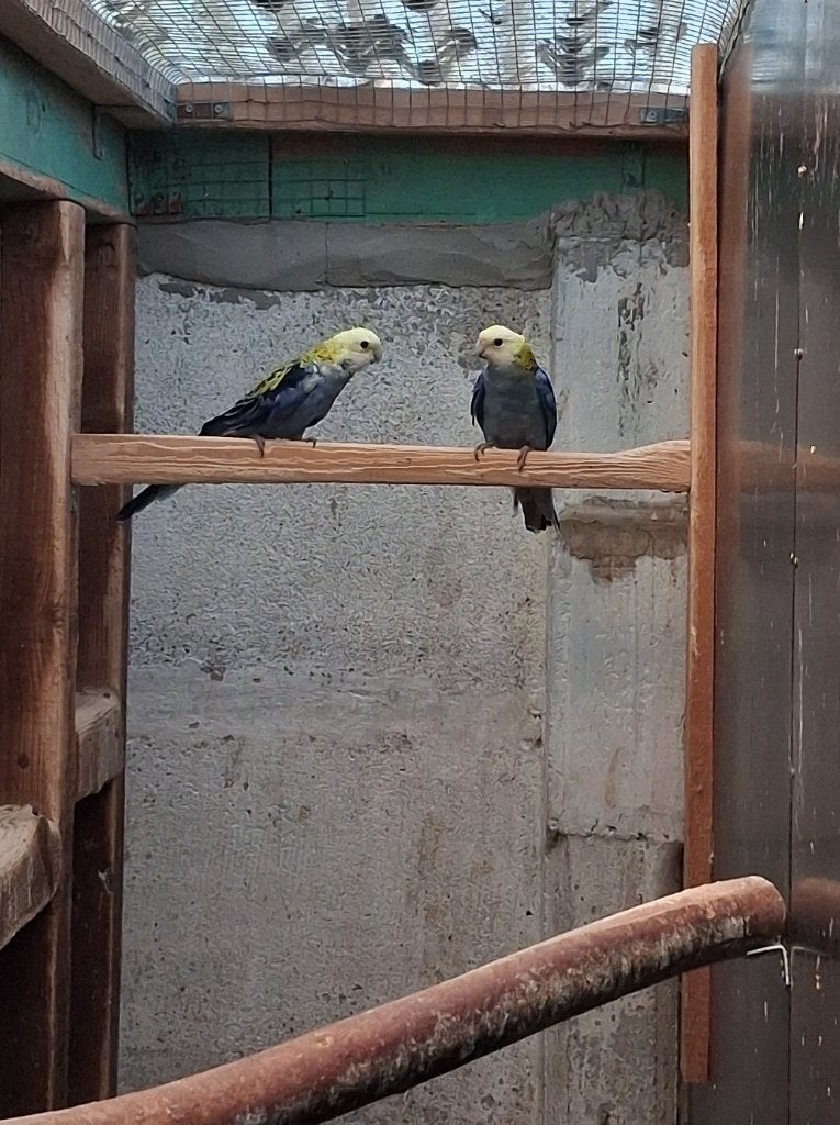 Bleekkop Rosella Koppel 2024, Meerdere dieren, Parkiet, Geringd