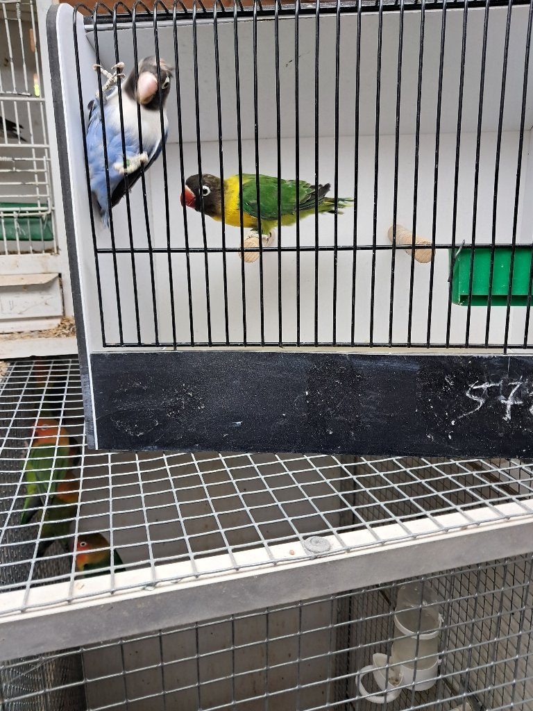 Personata, dwergpapegaaien, parkieten, vogels, Meerdere dieren, Dwergpapegaai of Agapornis, Geringd