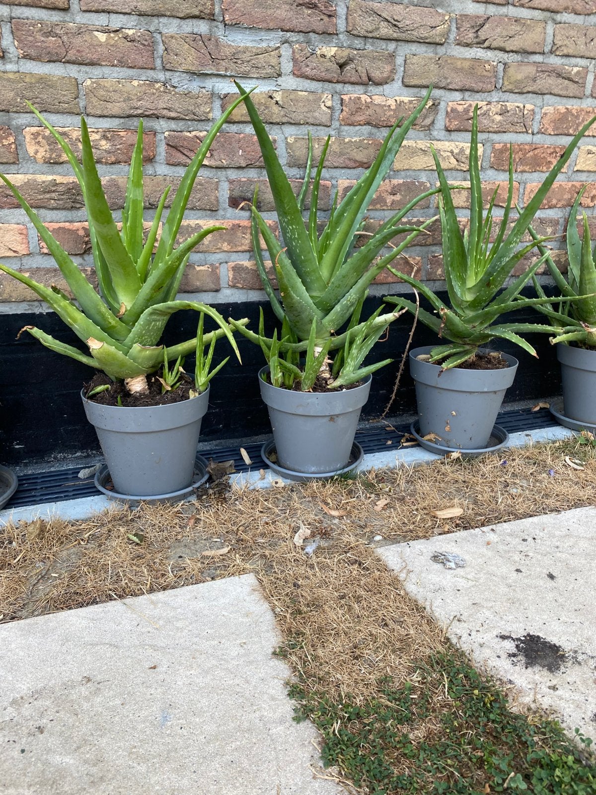 Grote Aloe vera planten, Tuin en Terras, Planten | Tuinplanten, Volle zon, Vaste plant, Zomer, Ophalen