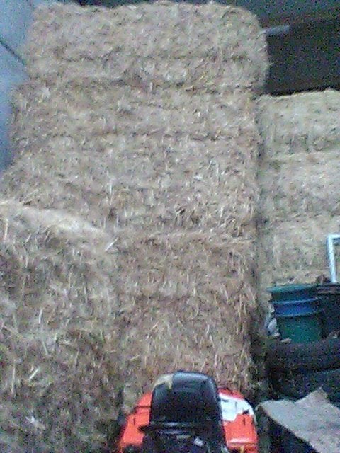 paard, Dieren en Toebehoren, Paarden