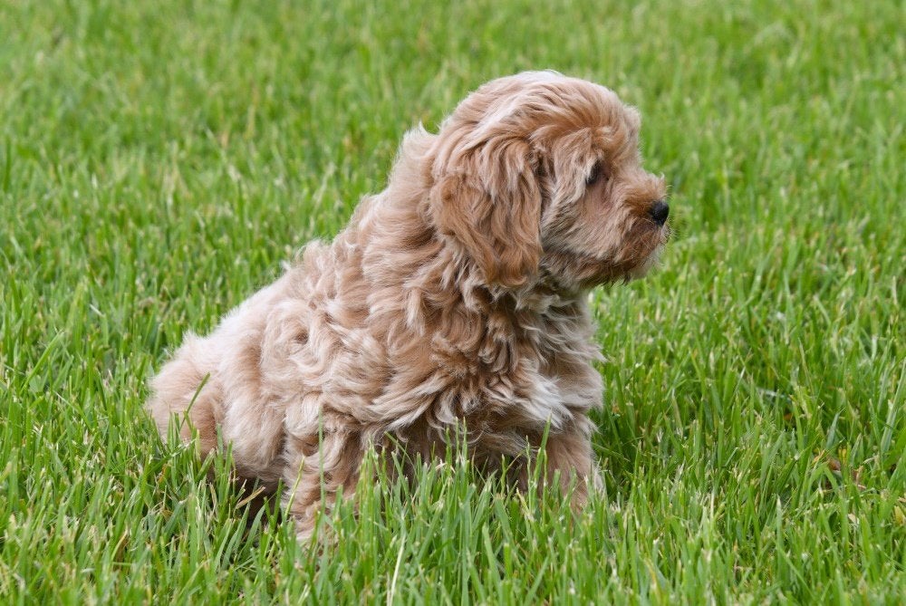 Chiot Maltipoo à vendre (mâle) - Les parents sont présents, Chien (mâle), Autres races, Belgique, Un chien