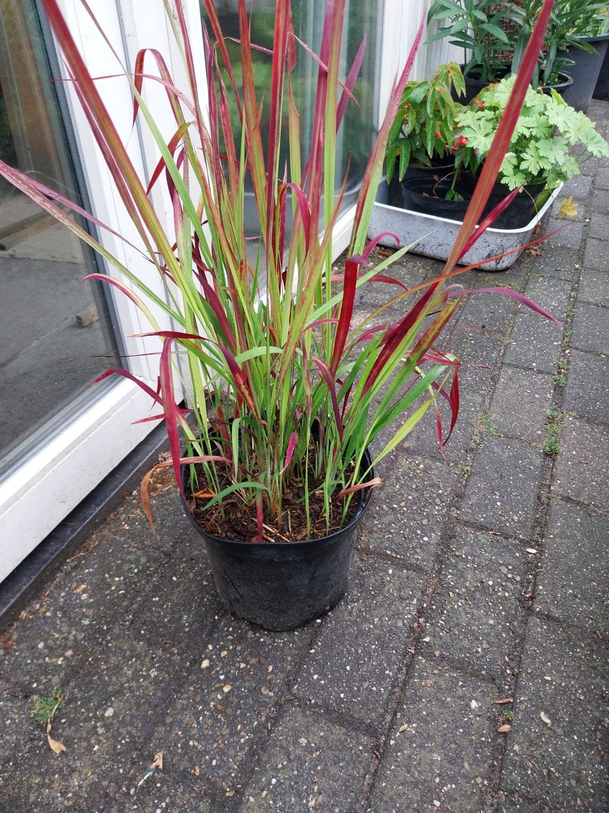 Japans bloedgras, Tuin en Terras, Ophalen