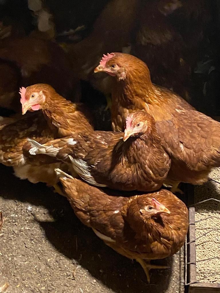 Te koop Jonge Legkippen tussen de 17 en 20 weken oud, Dieren en Toebehoren, Pluimvee