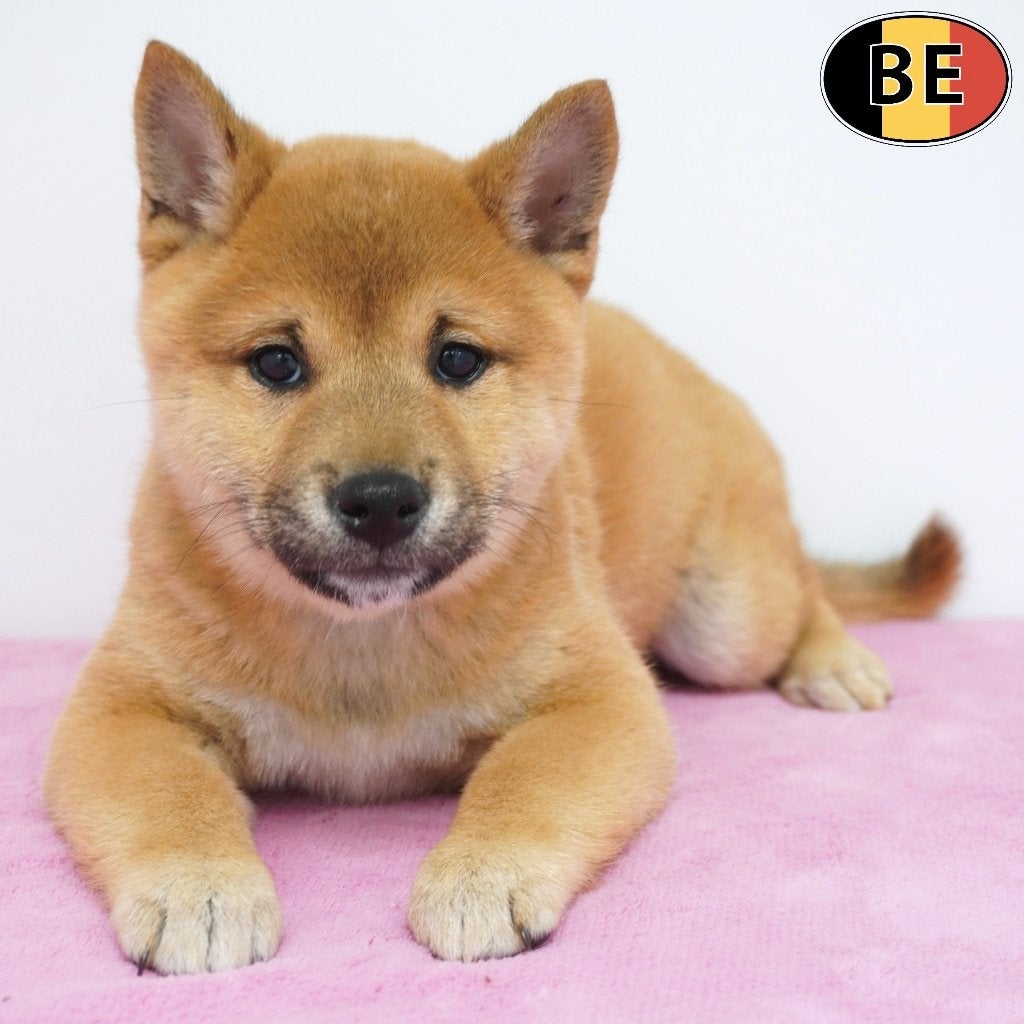 Shiba Inu (teefjes) Belgische pups te koop, Dieren en Toebehoren, Honden | Poolhonden, Keeshonden en Oertypen, Teef, Overige rassen